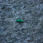 Weevil