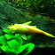 Albino Bristlenose Pleco