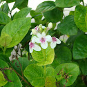 Yellow-Vein Eranthemum