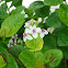 Yellow-Vein Eranthemum