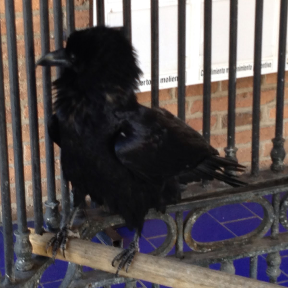 Cuervo, Crow