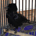 Cuervo, Crow