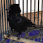 Cuervo, Crow