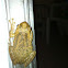 Cuban tree frog