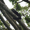 Howler monkey