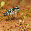 Tiger Beetle