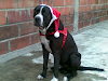 Hermoso Pitbull Busca Novia
