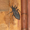 Assassin bug