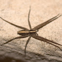 Wolf Spider