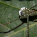 Northern Lined Hygropoda