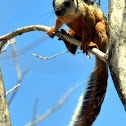 Variegated Squirrel