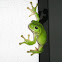 Green Tree Frog