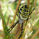 Wasp spider