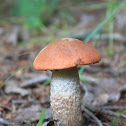 Orange Birch Bolete