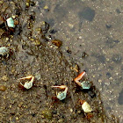 Porcelain fiddler crab