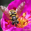 Syrphid Fly