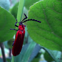 Red Net-winged Beetle