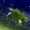 Hawksbill Turtle