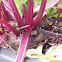 Beets