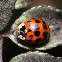 Chinita Arlequín / Asian Lady Beetle