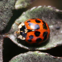 example