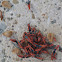 St. Andrew's Cotton Stainer