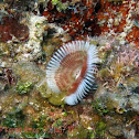 Feather Duster Worm