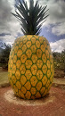 Helemano Plantation Pineapple