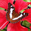 The Commander Butterfly 