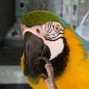Blue-and-yellow Macaw