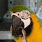 Blue-and-yellow Macaw