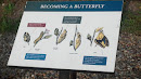 Butterfly Sign