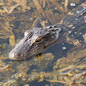 American Alligator
