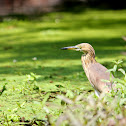Javan Pond Heron (Non Breeding Adult)