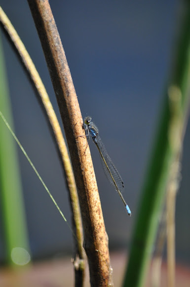 Spotting Image 1