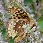 Great Spangled Fritillary butterfly