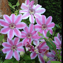 Clematis