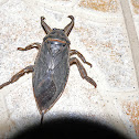 Giant Water Bug