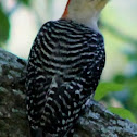 Red-bellied Woodpecker