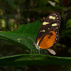 Polymnia Tigerwing