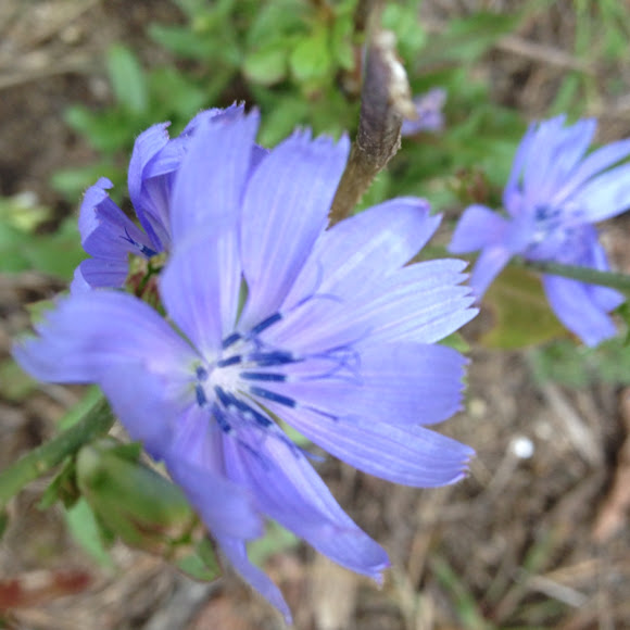 Spotting Image 1