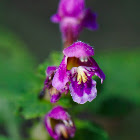 Hempnettle