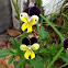 Pansy
