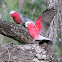 GALAH