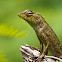Oriental Garden Lizard