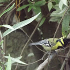 Black-lored Tit
