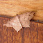 Moth macaria sp.