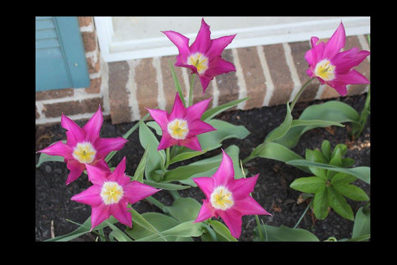 Spotting Image 1