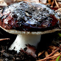 purple Russula