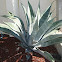 Century Plant